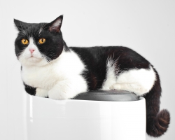 Beautiful british black and white cat.