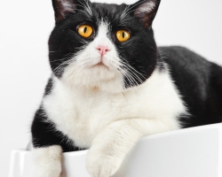 Beautiful british black and white cat.